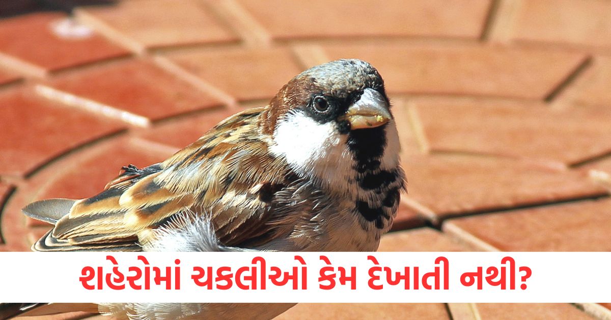 world sparrow day why does sparrow not see in cities why only villages have them2