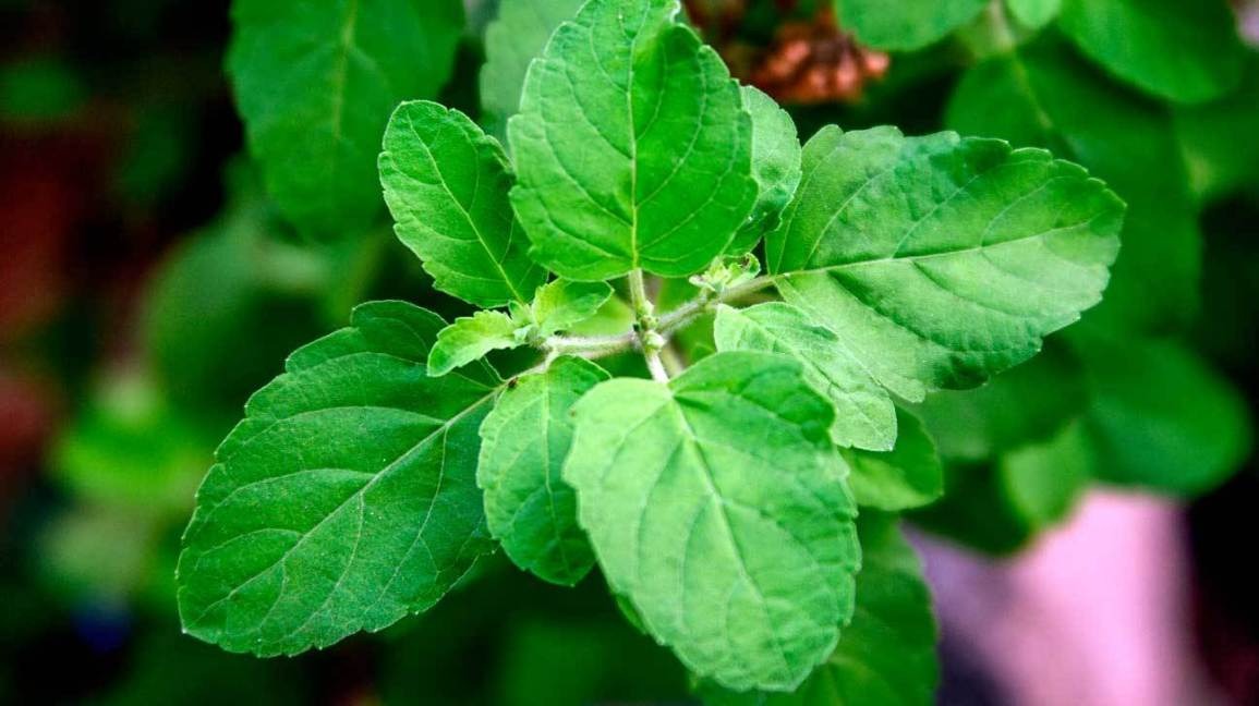easy home remedies to remove negative energy for a positive atmosphere1