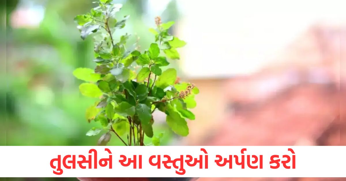 tulsi puja niyam auspicious things to offer tulsi plant for wealth and prosperity2