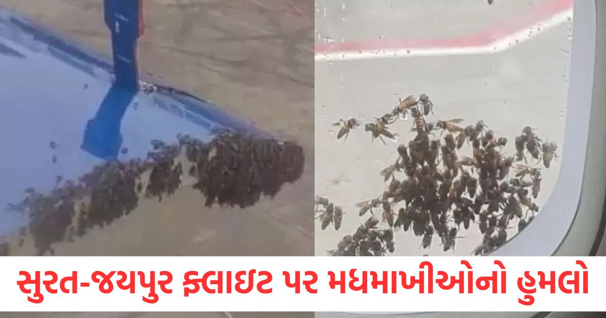 indigo flight from surat to jaipur delayed by 1 hour due to bee swarm on plane