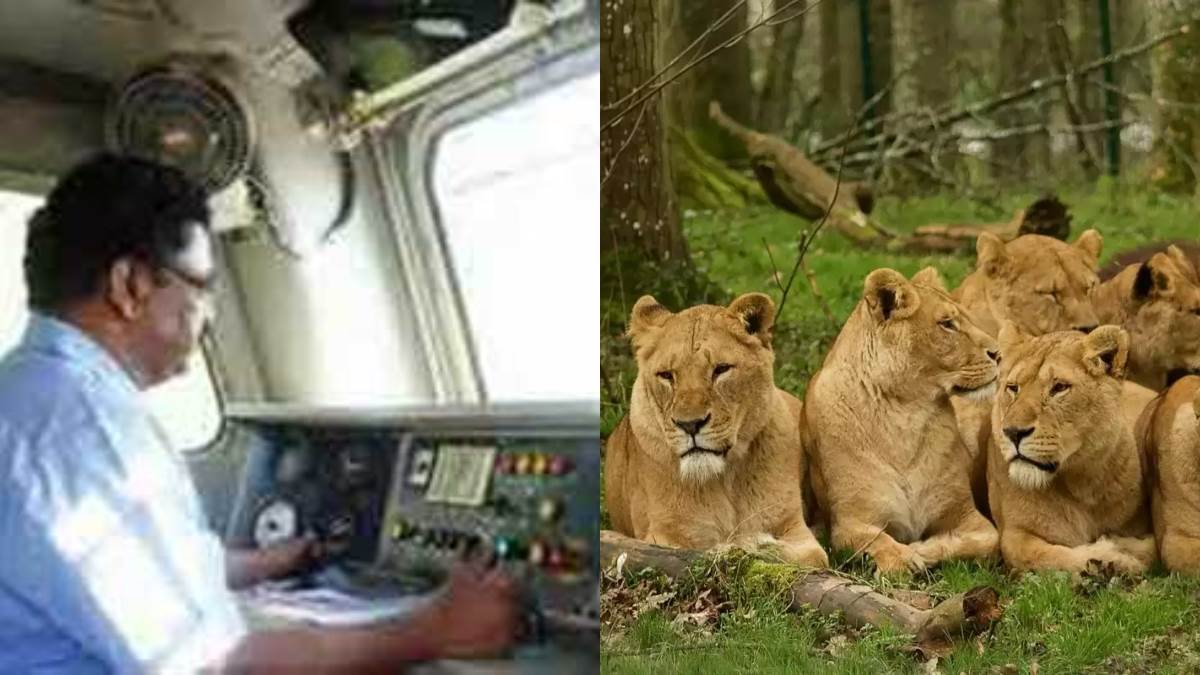 Bhavnagar Division Loco Pilots Save 5 Lions from Being Hit by a Passenger Train Due to Their Alertness 17 06 2024 loco pilot saved lions lives 23741247