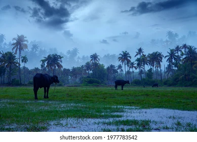 monsoon rainfall hits kerala beautiful 260nw 1977783542