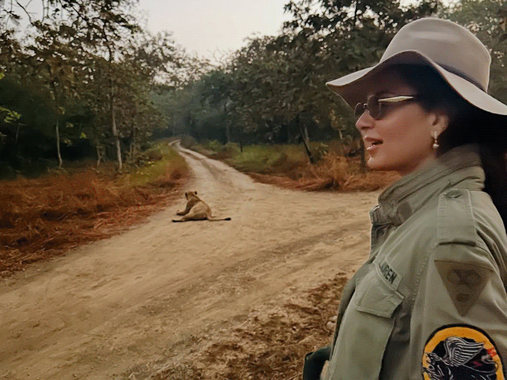 MP Kangana Ranaut was mesmerized during Gir safari saw two lions and a lioness praised Gujarat