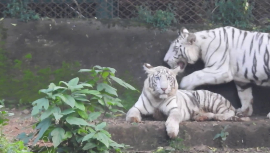 સયાજીબાગ ઝૂમાં ૪૦ વર્ષ બાદ સફેદ બંગાળી વાઘની જોડીનું પુનરાગમન, પ્રવાસીઓ માટે નવા આકર્ષણ તરીકે ખુલ્લી રહેશે Sayajibagh Zoo to host return of white Bengal tiger pair after 40 years will be open as new attraction for tourists