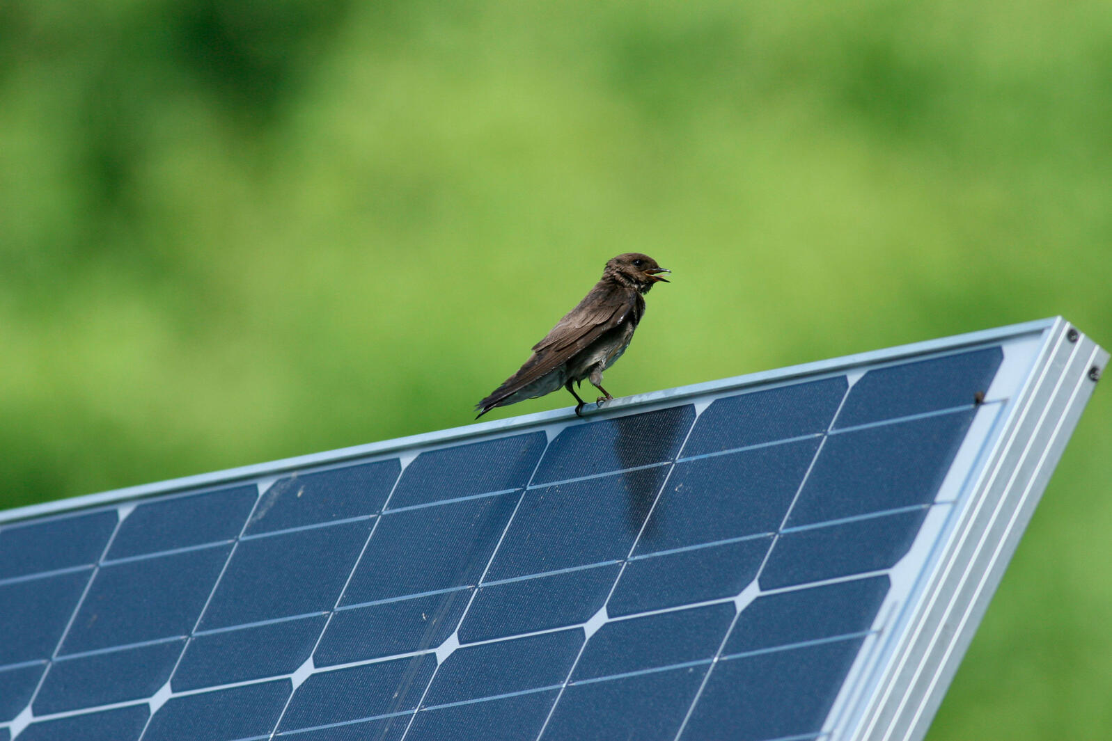 Solar panels near Nadabet endanger wetlands survival of 5 lakh birds at risk