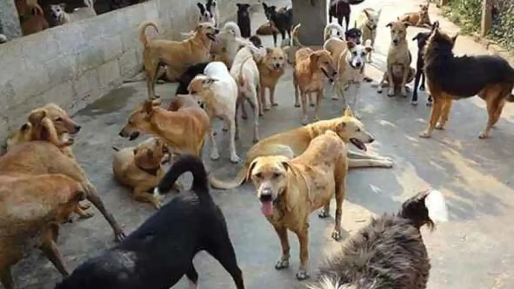 Strange decision of Uttarakhand government Controversy over professors being assigned to count stray dogs anger in the education world