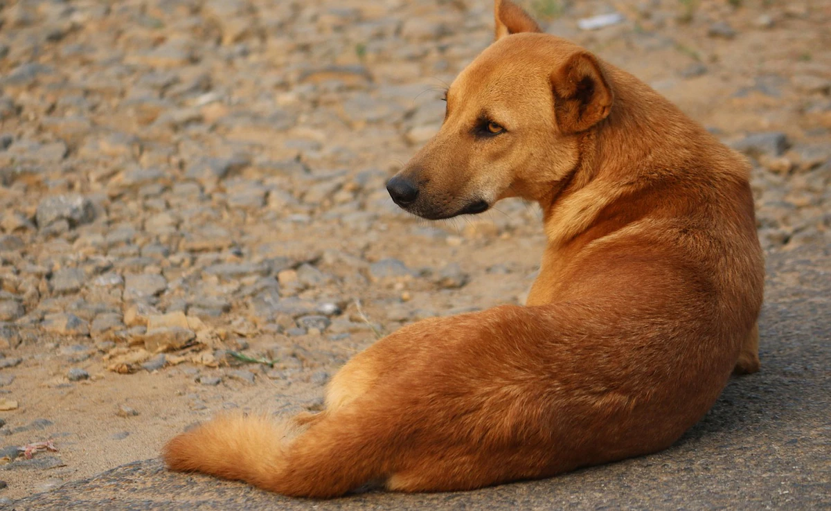 600 dogs die due to poisonous injection in Telangana serious allegations against gram panchayats
