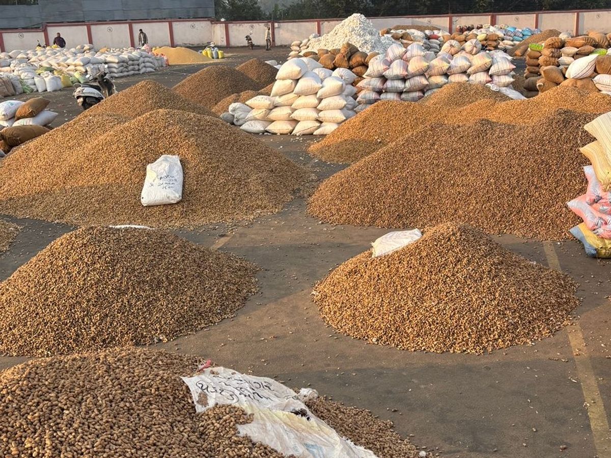 Farmers still dont get any money even after selling groundnuts at support price Promise of 7 days remains unfulfilled even after a month and a half