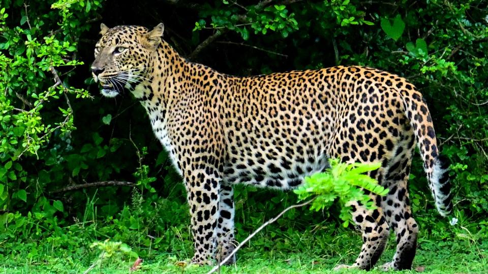 Leopards are a permanent residence in Kodinar railway station locals are not leaving their homes out of fear