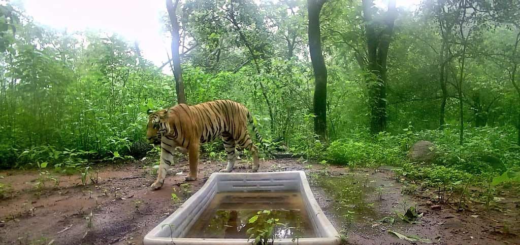 New sanctuary for tigers and leopards in Ratanmahal in Gujarat locals will be trained