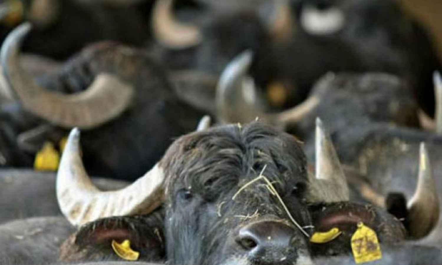 Poisoning in animal feed revealed High Court hits out at system after death of two buffaloes orders BIS FSSAI officials to be present