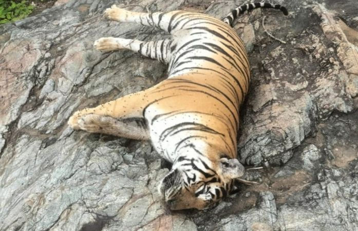 Shock in Gujarat 40 tiger skins and 133 nails found in closed house in Rajpipla