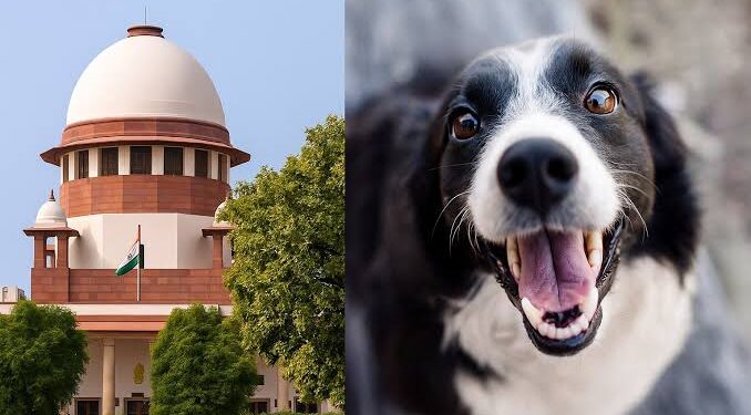 Supreme Court holds long hearing on stray dog ​​issue harsh comments on shelter homes and security