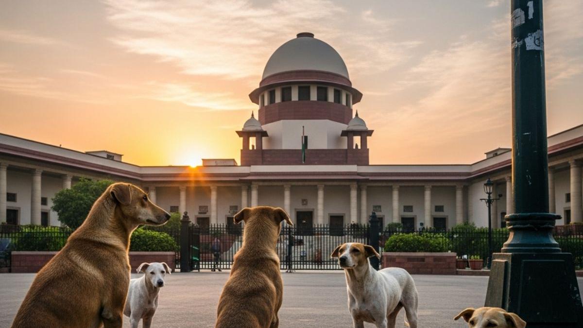 Supreme Courts strong rebuke on stray dog ​​issue those who feed them will be held responsible