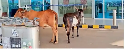 Big security lapse at Rajkot airport Cows reach runway questions raised on security