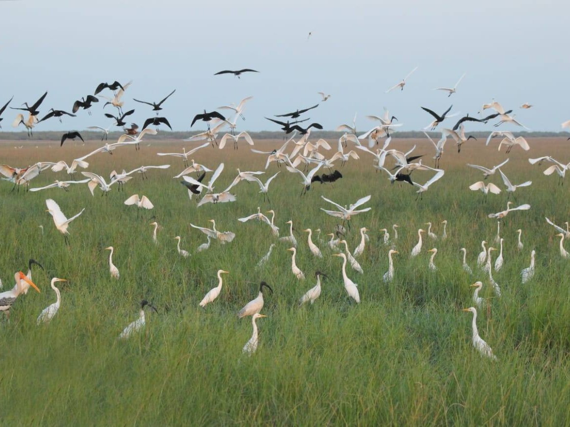 Fifth Annual Bird Count in Porbandar 405702 birds 249 species 147 species at the forefront in Bardasagar Dam