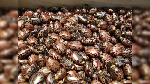 Good yield of castor horseradish guar and ajwain was recorded in Mehsana market yard