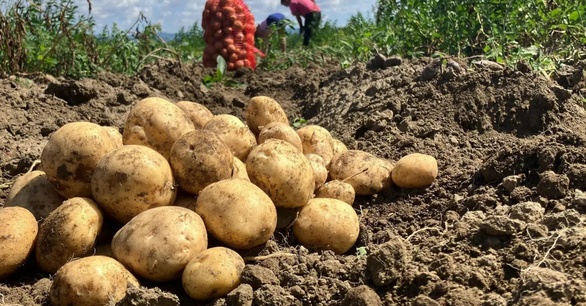 Tharad Sarhadi Vav Potato cultivation in 45 hectares enthusiasm among farmers and new techniques