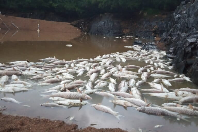 Sampa villageના તળાવમાં કેમિકલ પાણીએ હજારો માછલીઓના મોત, ગ્રામજનોમાં રોષ વધ્યો Thousands of fish died due to chemical water in Sampa village pond anger increased among villagers