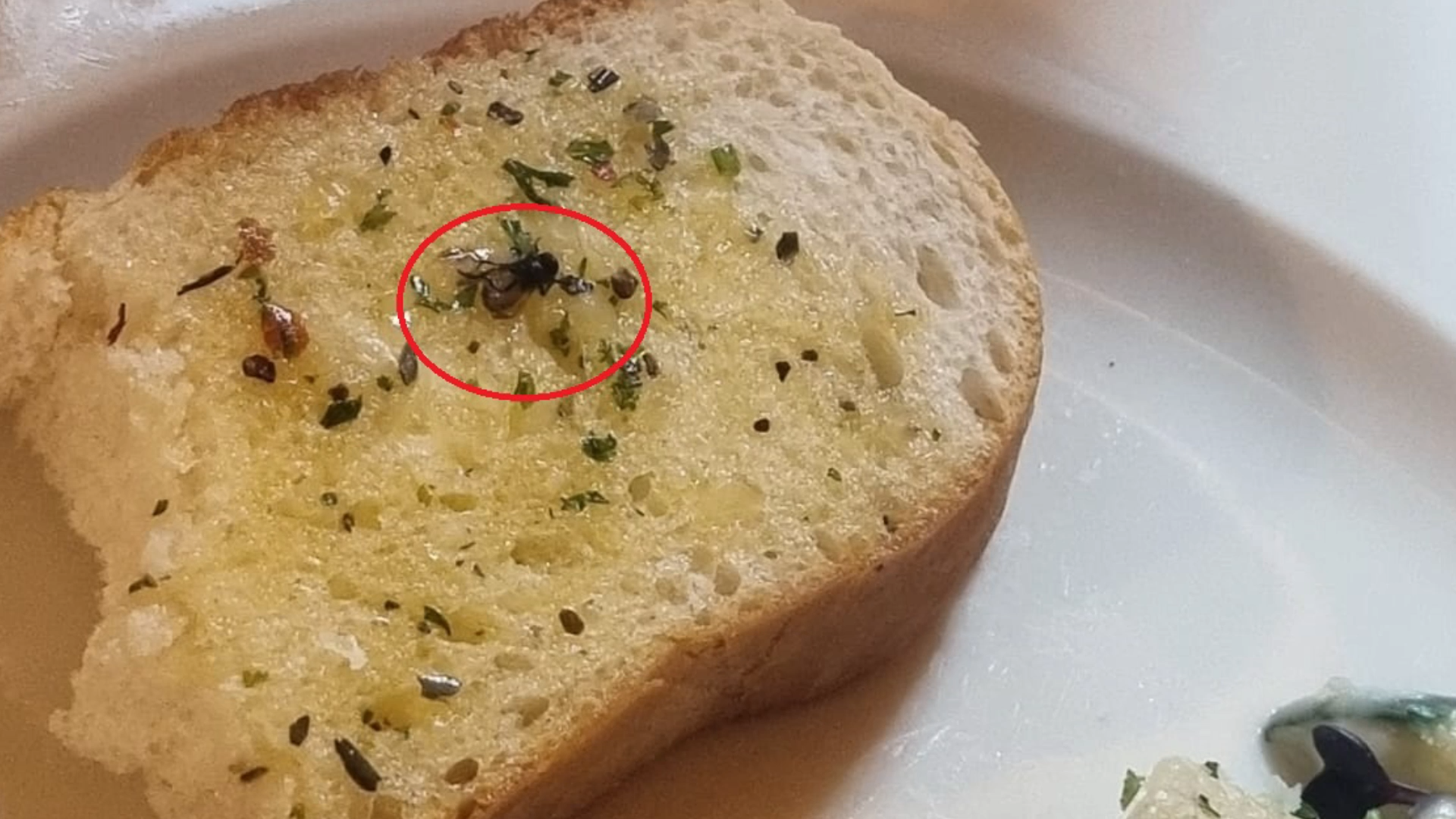 A customer created a stir after finding a fly in his garlic bread at Komo by Kaffa Cafe in Ahmedabad