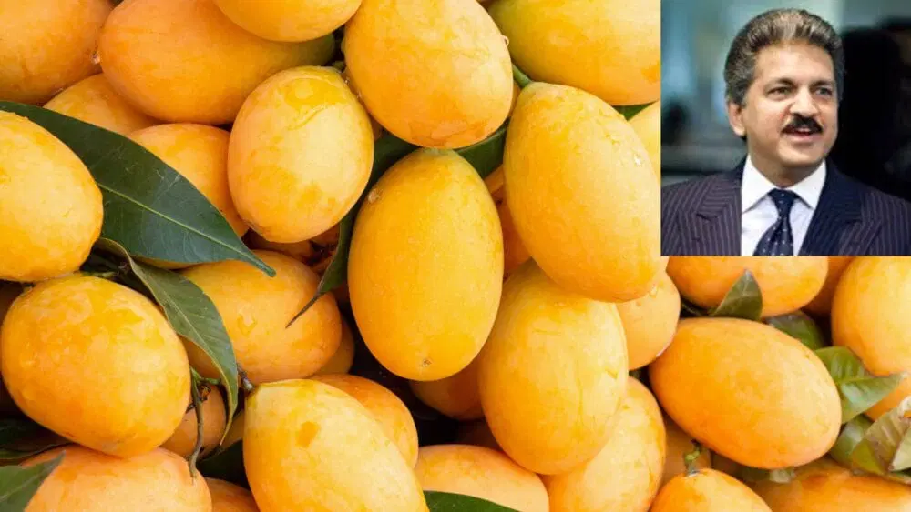 આનંદ મહિન્દ્રાની પ્રશંસા: ‘સદાબહાર’ કેરીથી ખેડૂતની નવીન ઉદ્યોગ સાહસિકતા Anand Mahindras praise Farmers innovative entrepreneurship with evergreen mangoes