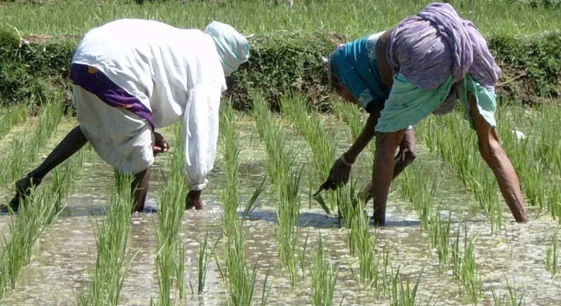 Banaskantha Water cut for 25 days farmers crops at risk of damage Urgent demand for water