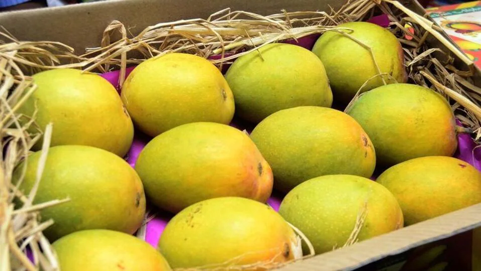 Fears of decline in saffron mango production due to weather conditions prices may increase this year 🥭