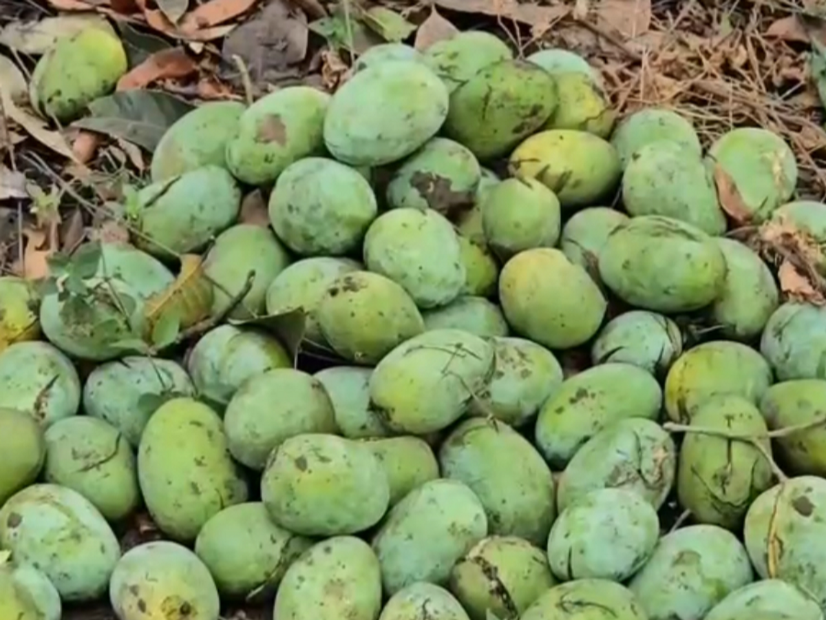 Gujarat to witness heavy rains in Chaitra Fear of damage to mango and summer crops due to heavy winds and rains