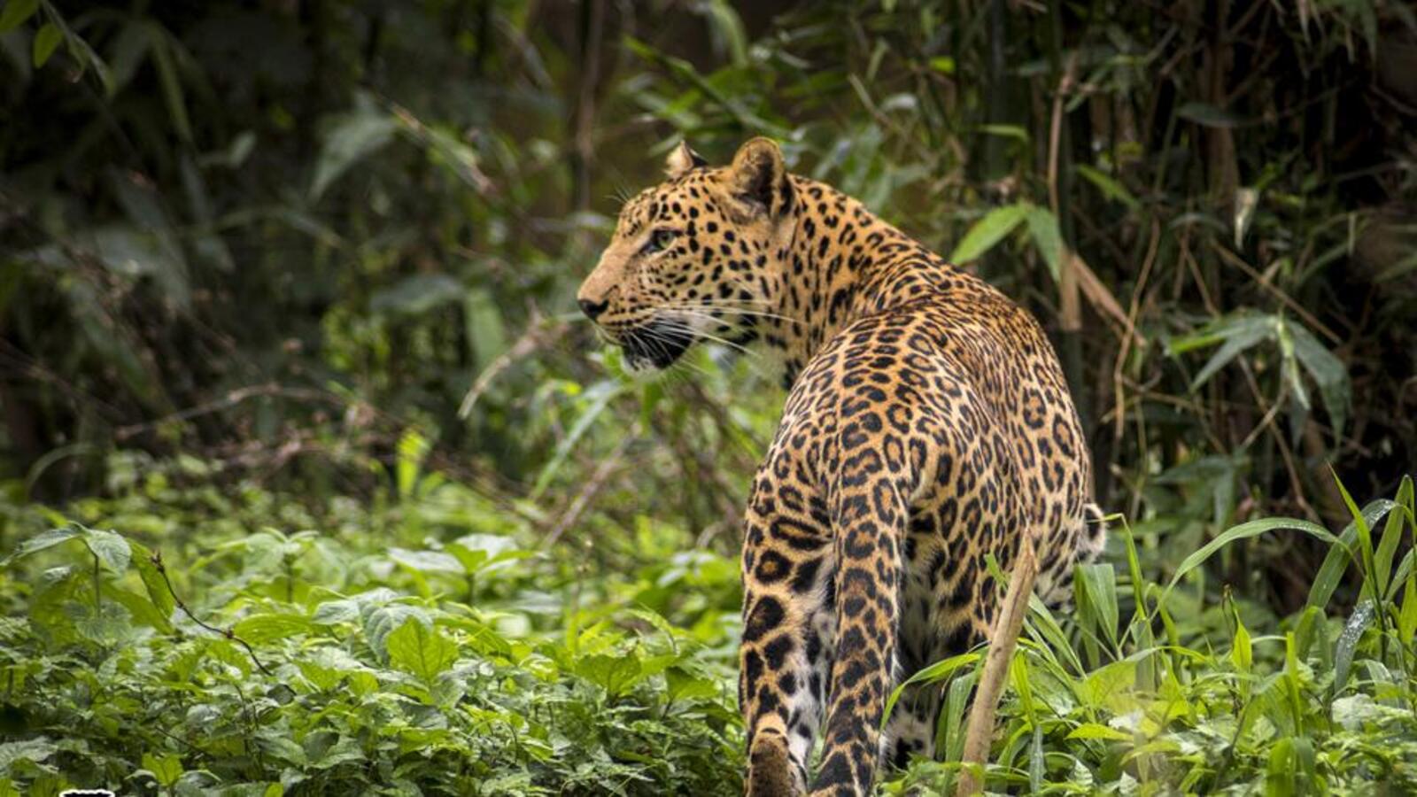 જુનારાજ રોડ મંજૂરી, વન જથ્થો દબાણ અને માનવભક્ષી દીપડાઓના રેસ્ક્યુ મુદ્દે રજૂઆત NAVSARJAN SANSKRUTI 21