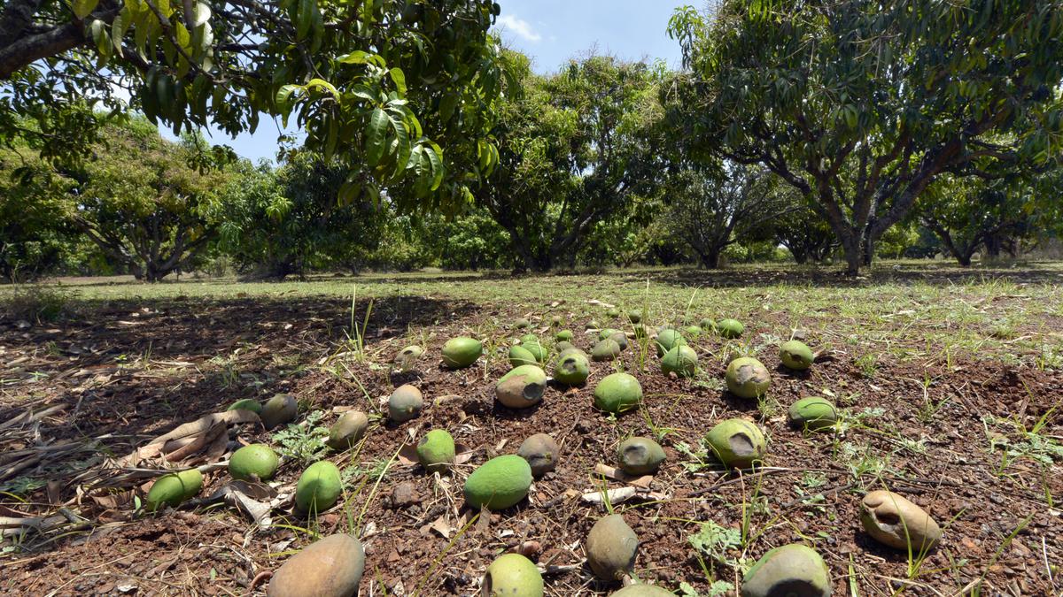 સાગર રબારી: વાવાઝોડાથી ખેડૂતોને ભારે નુકસાન, સર્વે અને વળતર માટે માંગ NAVSARJAN SANSKRUTI 31