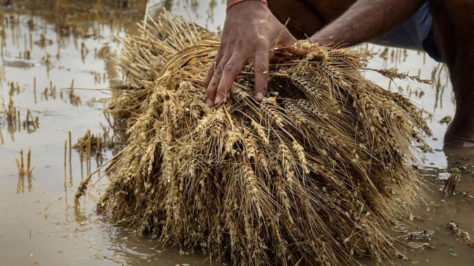 ગોડાઉનના અભાવે ગુજરાતમાં કૃષિ પાક અને દૂધનું નુકસાન, ખેડૂતોને કરોડોનું નુકસાન Agricultural crops and milk are damaged in Gujarat due to lack of godowns farmers lose crores