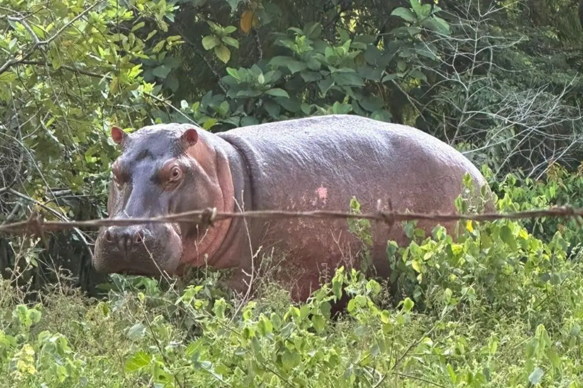 Anant Ambanis appeal Relocation plan to save 80 hippos in Colombia