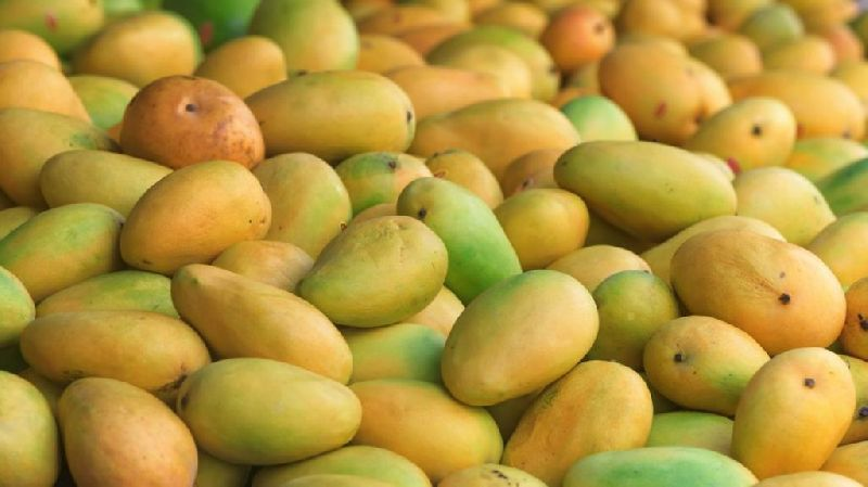 Kesar mango auction begins in Talala Gir First box sold for ₹11111