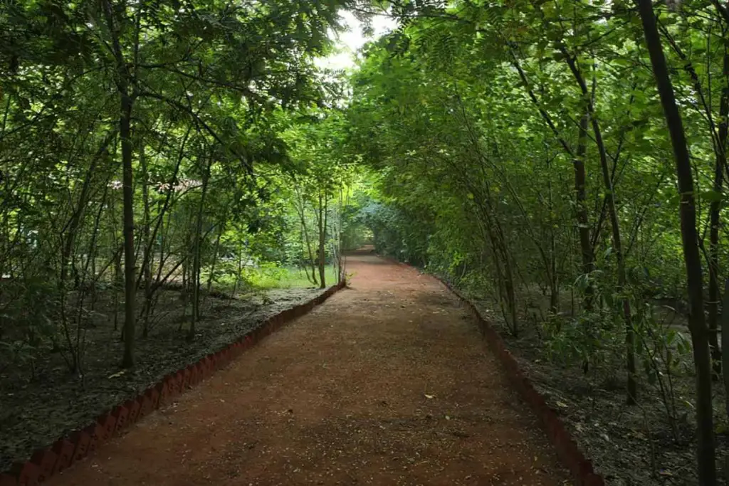 Thaltej Oxygen Park carelessly became a carbon dioxide park 50 of the trees dried up