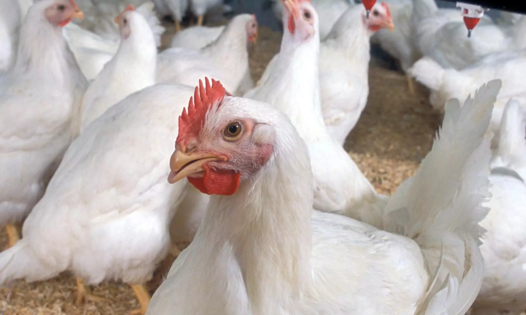 Bird flu alert near Surat Two and a half lakh poultry culled due to H5N1