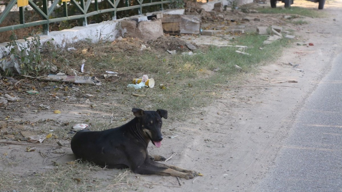 Stray dog ​​trouble increases in Surats Palanpur Lake Garden morning walkers fear dog bite