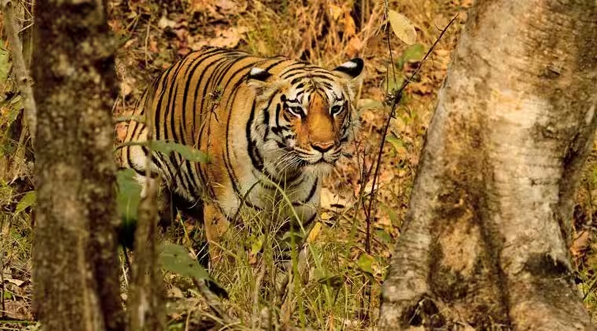 Two tigresses will be brought from MP to increase the tiger population in Dahod forest monitoring started with 14 night vision cameras