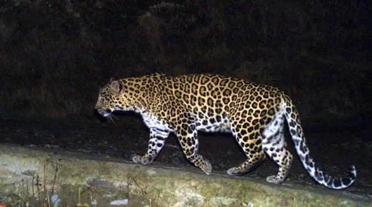 65 deer brought from Gir to feed leopards in Mandvi forest an attempt to reduce human wildlife conflict