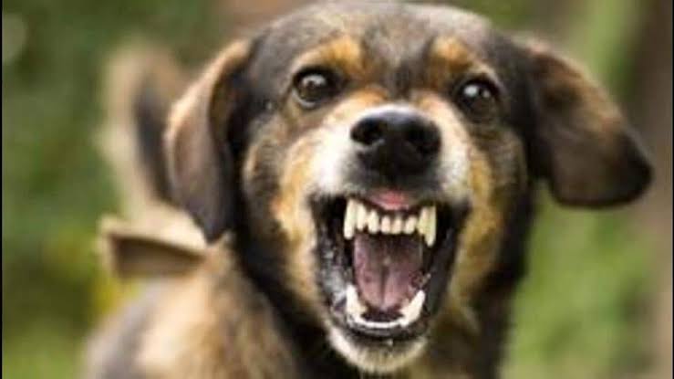 Rabid dog terror in Mehsana 39 people injured Crowd in Civil Hospital for vaccine